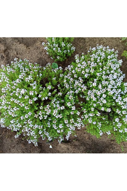 Чебрець звичайний `Фредо` – компактна рослина з темно-зеленим листям